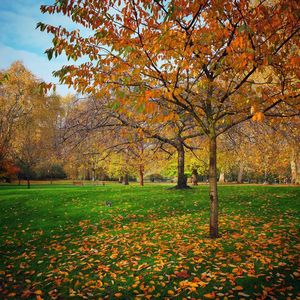 Trees in park