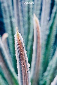 Close-up of frozen cactus
