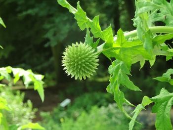 Close-up of green leaves