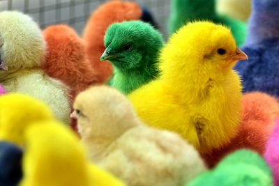 Close-up of colorful chicks