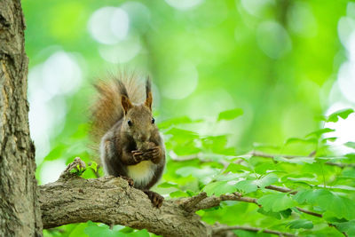 Squirrel relaxing on a branch while snacking