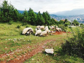 View of sheep on field