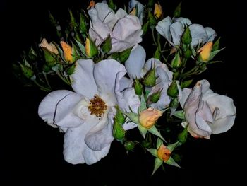 Close-up of white flower blooming against black background