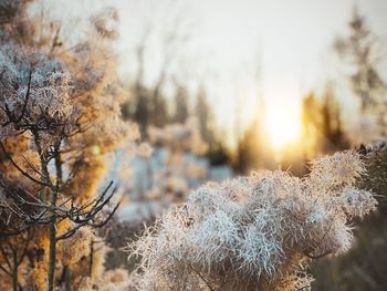 Close-up of frozen plants during winter