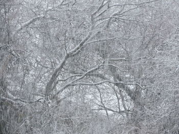 Bare trees on snow covered landscape