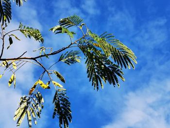 Low angle view of tree leaves against sky