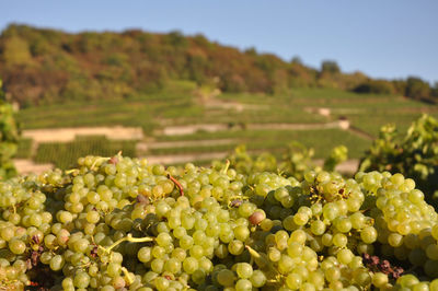 Close-up of grapes growing in vineyard