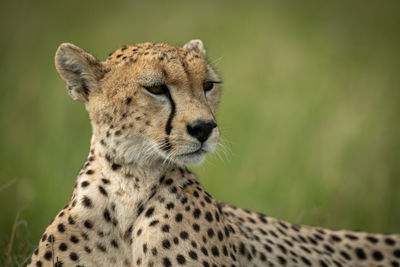 Full length of cheetah on field