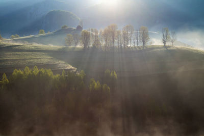 Panoramic shot of trees on landscape against sky