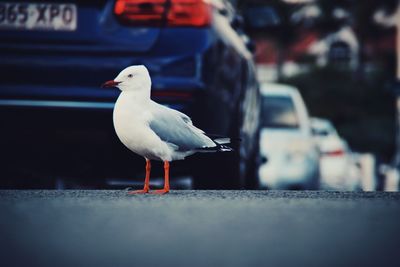 Close-up of seagull perching on a car