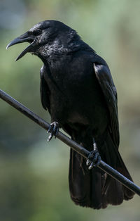 Raven arrives on the backyard deck