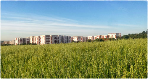 Scenic view of field against blue sky