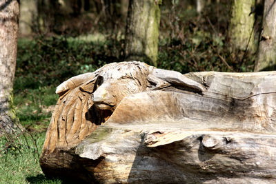 Close-up of animal skull on wood