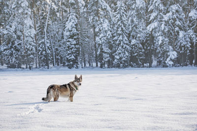 Dogs running on snow covered field