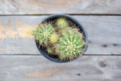 Close-up of cactus plant