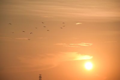 Birds flying in sky during sunset