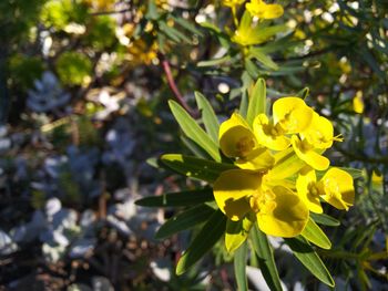 Close-up of yellow flowering plant