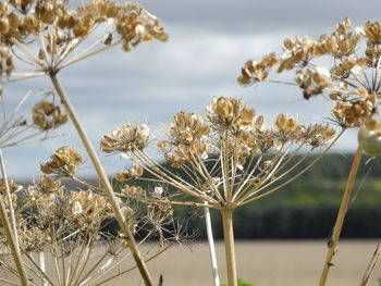 Close-up of flowers against sky