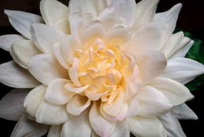 Close-up of flowers