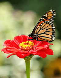 Close-up of butterfly pollinating on flower