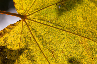 Close-up of yellow autumn leaf