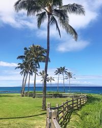 Palm tree by sea against sky
