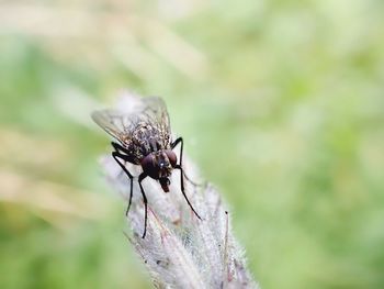 Close-up of housefly on plant