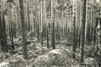 View of trees in forest