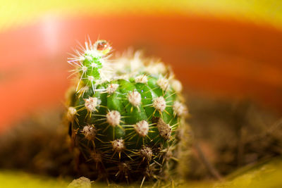 Close-up of cactus plant