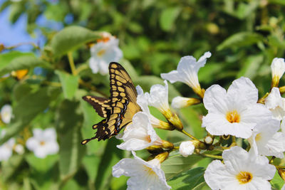 Close-up of butterfly on white flowers