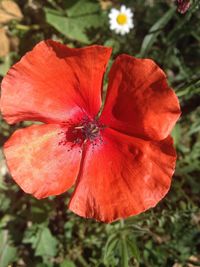 Close-up of red flower