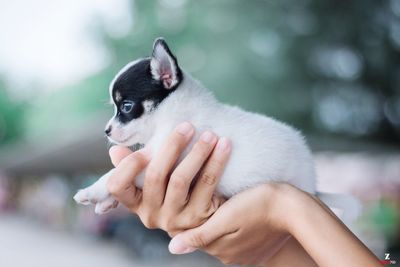 Midsection of person holding small dog