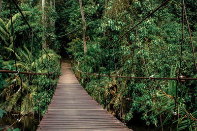 Wooden footbridge amidst trees in forest