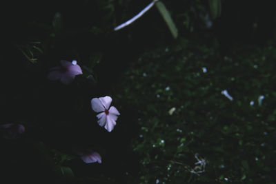 Close-up of iris blooming outdoors