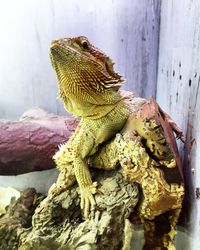 Close-up of lizard on wood