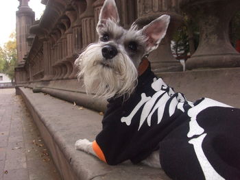 Close-up of miniature schnauzer