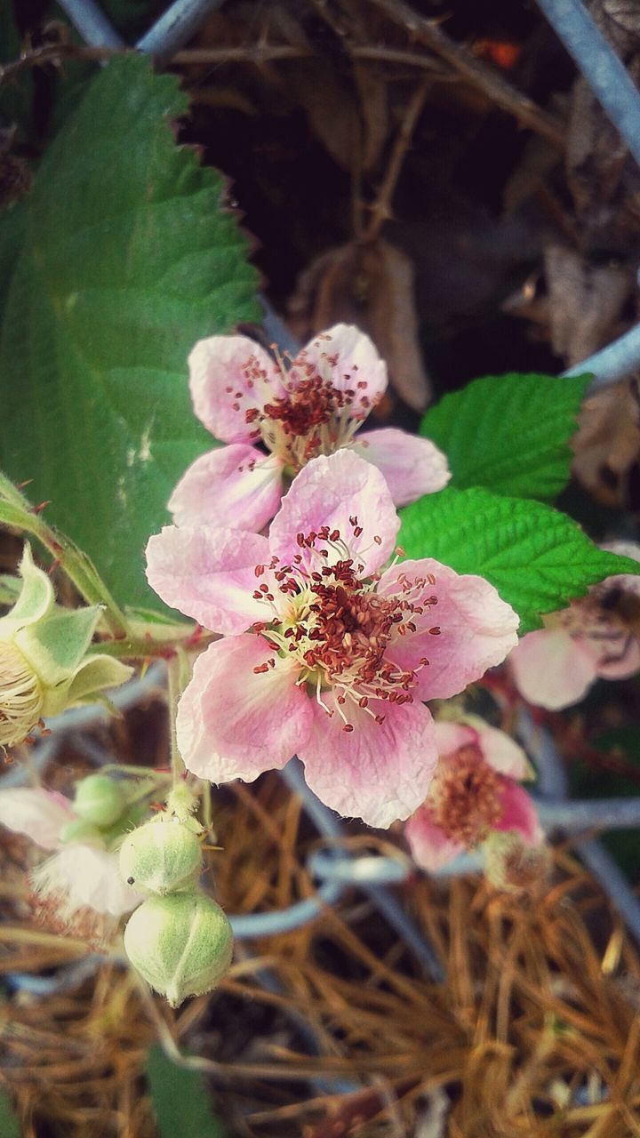 flower, freshness, growth, fragility, petal, flower head, close-up, beauty in nature, plant, nature, focus on foreground, blooming, pink color, single flower, leaf, high angle view, in bloom, botany, stamen, outdoors