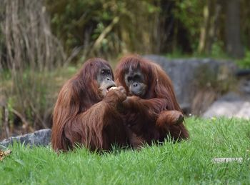 Monkeys in a field