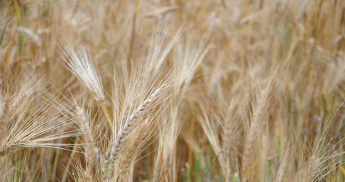 Close-up of wheat field