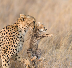 Cheetah male walking and looking for prey