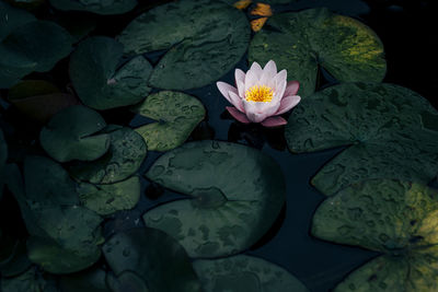 Beautiful water plants floating in the water like lotus in soft natural light.