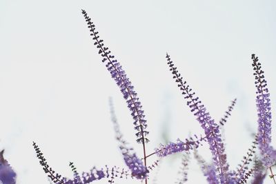 Low angle view of plants against clear sky