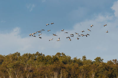 Low angle view of birds flying in sky