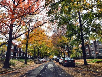 Road passing through a forest