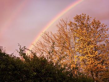 Low angle view of trees against sky during sunset