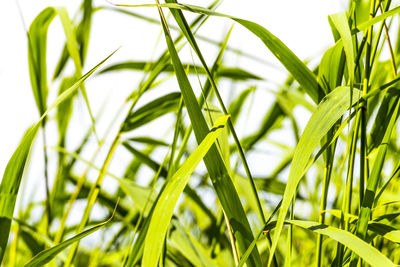 Close-up of green leaves