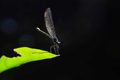 Close-up of insect over black background