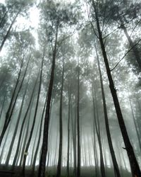 Low angle view of trees in forest