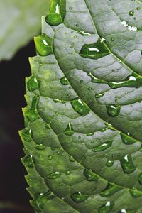 Close-up of leaves