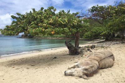 Trees on shore against cloudy sky